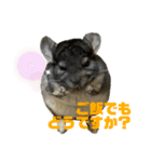 チンチラのコトロちゃん まとめ（個別スタンプ：20）
