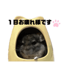 チンチラのコトロちゃん まとめ（個別スタンプ：24）