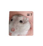 かわいいはむ（個別スタンプ：1）