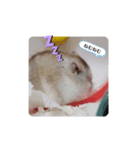 かわいいはむ（個別スタンプ：4）