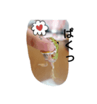 爬虫類両生類（個別スタンプ：1）
