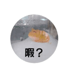 爬虫類両生類（個別スタンプ：2）