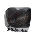 爬虫類両生類（個別スタンプ：3）