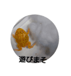 爬虫類両生類（個別スタンプ：6）