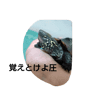 爬虫類両生類（個別スタンプ：7）