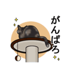 仲良しネコず。（個別スタンプ：12）