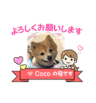 Cocoともぐちゃんのスタンプ（個別スタンプ：19）