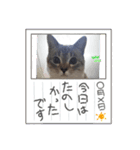 フレームいっぱい（個別スタンプ：29）