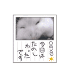 ゆきというなのハムスター（個別スタンプ：3）