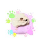 ゆきというなのハムスター（個別スタンプ：8）