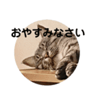 サバ猫そらの一言（個別スタンプ：7）