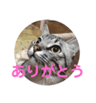 サバ猫そらの一言（個別スタンプ：14）