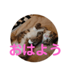 かまってちゃん猫きらの一言（個別スタンプ：1）