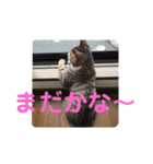 かまってちゃん猫きらの一言（個別スタンプ：10）