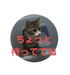 かまってちゃん猫きらの一言（個別スタンプ：14）