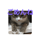 かまってちゃん猫きらの一言（個別スタンプ：15）