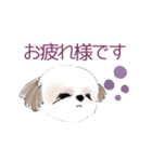 Stickers_Shih Tzu シーズースタンプ（個別スタンプ：7）