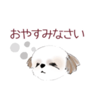 Stickers_Shih Tzu シーズースタンプ（個別スタンプ：8）