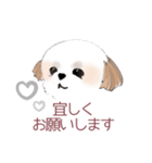 Stickers_Shih Tzu シーズースタンプ（個別スタンプ：10）