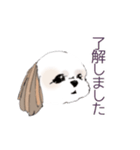 Stickers_Shih Tzu シーズースタンプ（個別スタンプ：11）