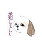 Stickers_Shih Tzu シーズースタンプ（個別スタンプ：12）