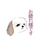 Stickers_Shih Tzu シーズースタンプ（個別スタンプ：13）