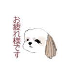 Stickers_Shih Tzu シーズースタンプ（個別スタンプ：14）