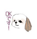 Stickers_Shih Tzu シーズースタンプ（個別スタンプ：16）