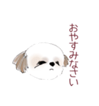 Stickers_Shih Tzu シーズースタンプ（個別スタンプ：17）