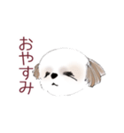 Stickers_Shih Tzu シーズースタンプ（個別スタンプ：18）