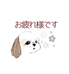 Stickers_Shih Tzu シーズースタンプ（個別スタンプ：21）