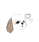 Stickers_Shih Tzu シーズースタンプ（個別スタンプ：31）