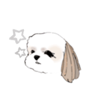 Stickers_Shih Tzu シーズースタンプ（個別スタンプ：34）