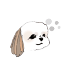 Stickers_Shih Tzu シーズースタンプ（個別スタンプ：35）