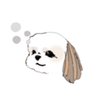 Stickers_Shih Tzu シーズースタンプ（個別スタンプ：36）