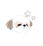 Stickers_Shih Tzu シーズースタンプ（個別スタンプ：37）