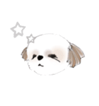 Stickers_Shih Tzu シーズースタンプ（個別スタンプ：38）