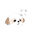 Stickers_Shih Tzu シーズースタンプ（個別スタンプ：39）