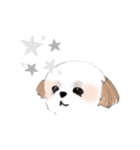 Stickers_Shih Tzu シーズースタンプ（個別スタンプ：40）