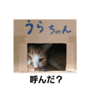 うらですよ。（個別スタンプ：19）