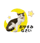 にゃお＆そー6（個別スタンプ：2）