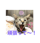 ほたる子店長見習い みるちゃん（個別スタンプ：19）