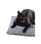 ざぶとん猫オレオ殿(実写版)（個別スタンプ：1）