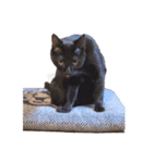 ざぶとん猫オレオ殿(実写版)（個別スタンプ：2）