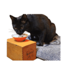 ざぶとん猫オレオ殿(実写版)（個別スタンプ：3）