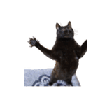 ざぶとん猫オレオ殿(実写版)（個別スタンプ：4）