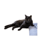 ざぶとん猫オレオ殿(実写版)（個別スタンプ：5）