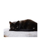 ざぶとん猫オレオ殿(実写版)（個別スタンプ：7）