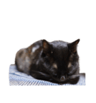 ざぶとん猫オレオ殿(実写版)（個別スタンプ：8）