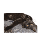 ざぶとん猫オレオ殿(実写版)（個別スタンプ：9）